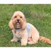Blue Daisy Cool Mesh Netted Harness -- Not Returnable