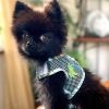 Cool Mesh Dog Harness with Leash - Surfboards and Palms -- Not Returnable