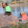 100% Cotton Dog Tanks - Coral -- Not Returnable