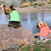 100% Cotton Dog Tanks - Green Flash -- Not Returnable