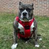 Venture Paw PULL CONTROL Harness - Crimson -- Not Returnable