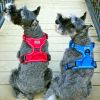 Venture Paw PULL CONTROL Harness - Crimson -- Not Returnable