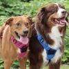 Venture Paw PULL CONTROL Harness - Wild Raspberry -- Not Returnable