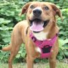 Venture Paw PULL CONTROL Harness - Wild Raspberry -- Not Returnable